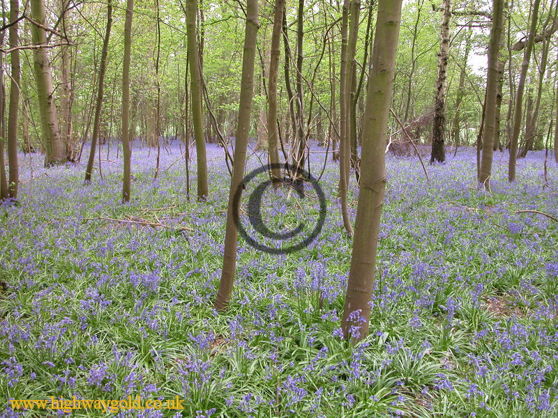 Bluebell Wood