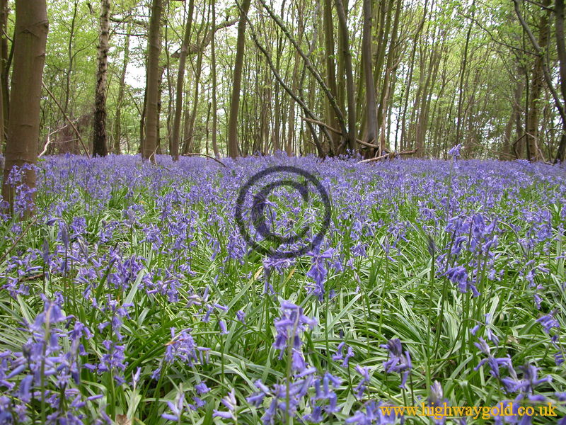 Bluebells