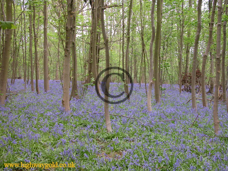 Bluebells