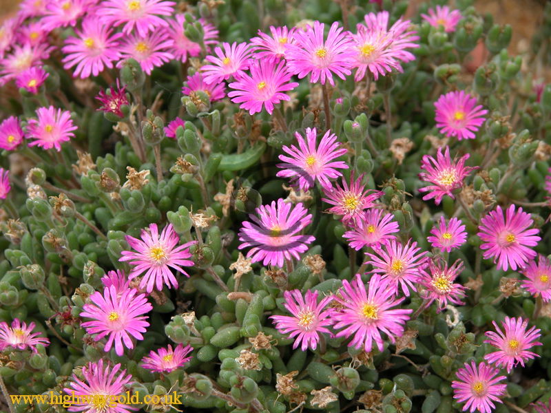 Drosanthemum hispidum