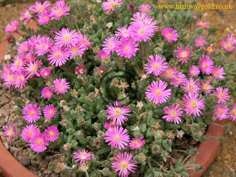 Drosanthemum hispidum