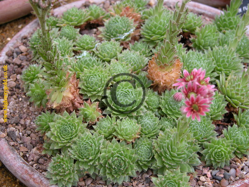 Sempervivum ballsii