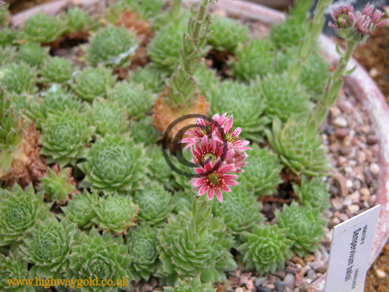 Sempervivum ballsii