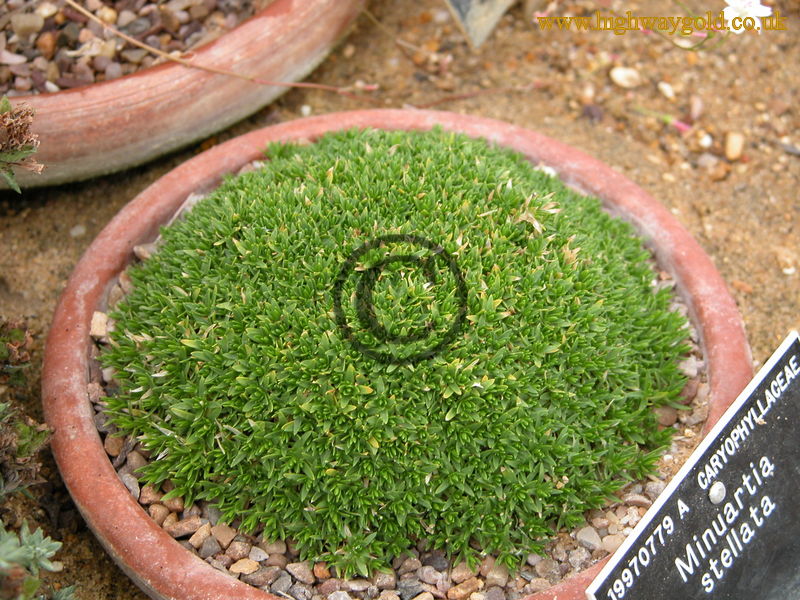 Minuartia stellata