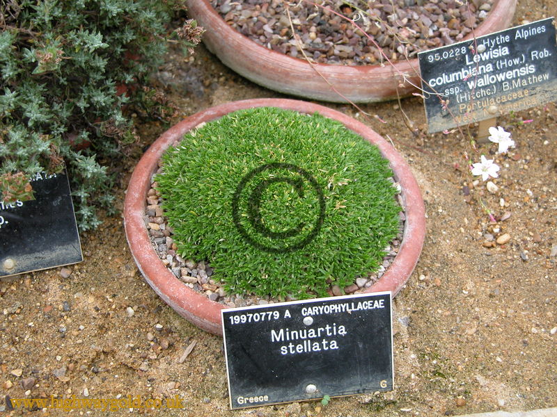 Minuartia stellata