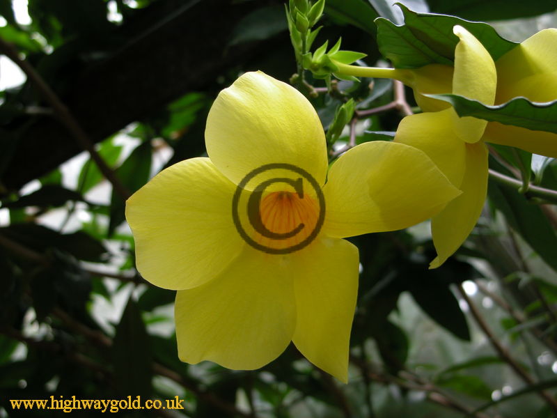 Golden Trumpet