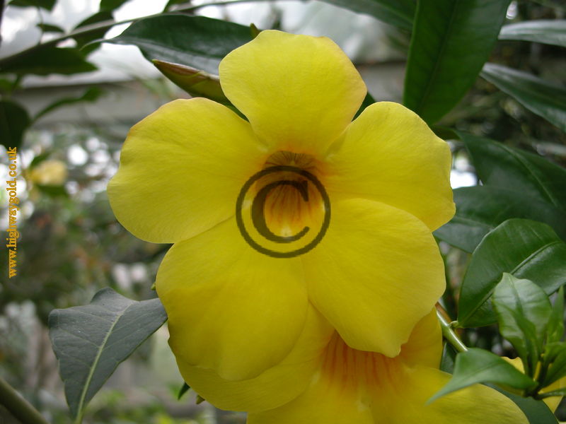 Golden Trumpet
