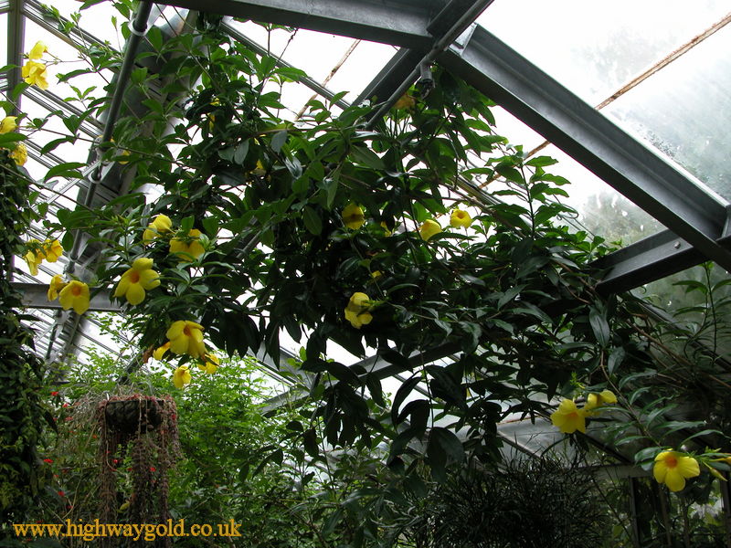 Golden Trumpet
