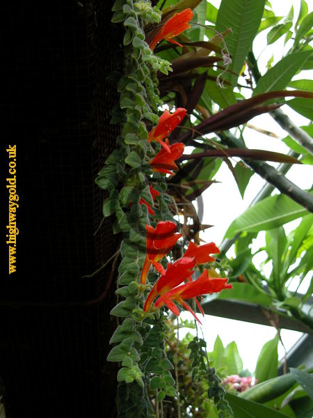 Columnea gloriosa Sprague