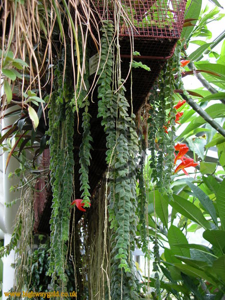 Columnea gloriosa Sprague