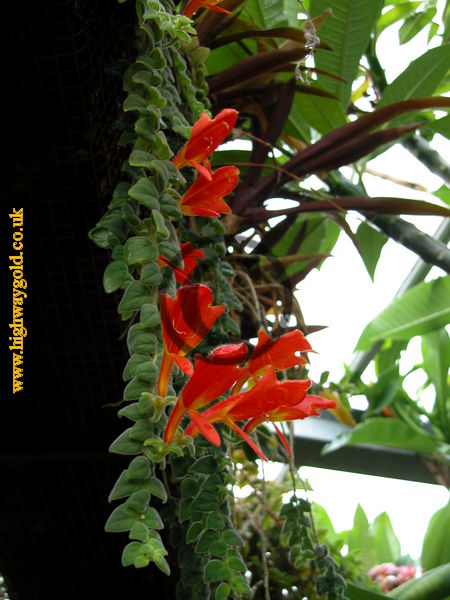 Columnea gloriosa Sprague
