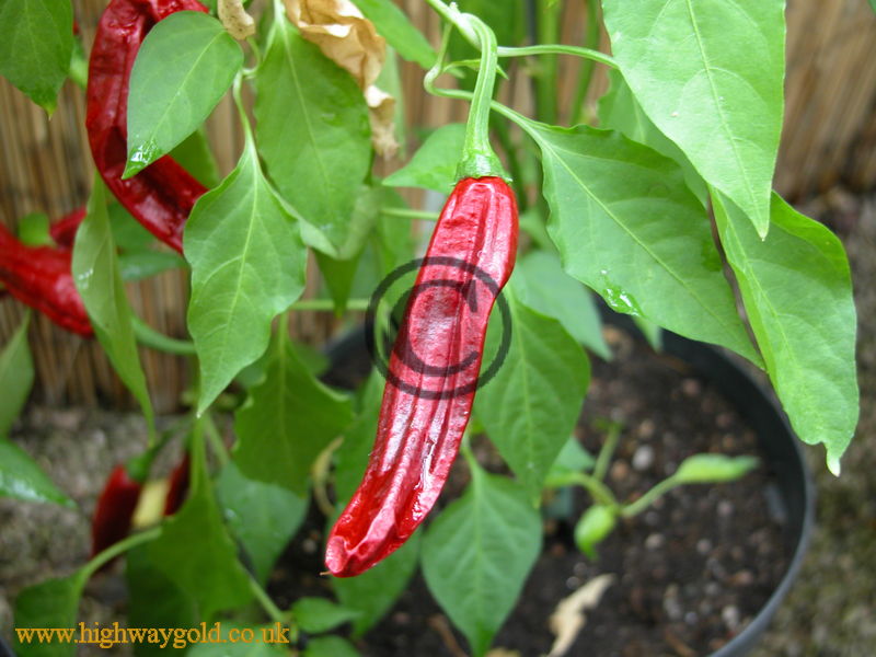 mirasol chilli