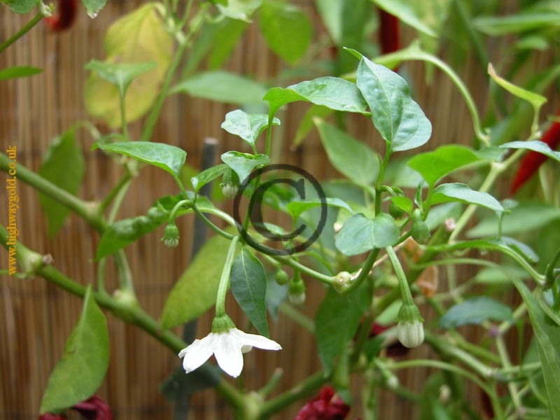 mirasol chilli