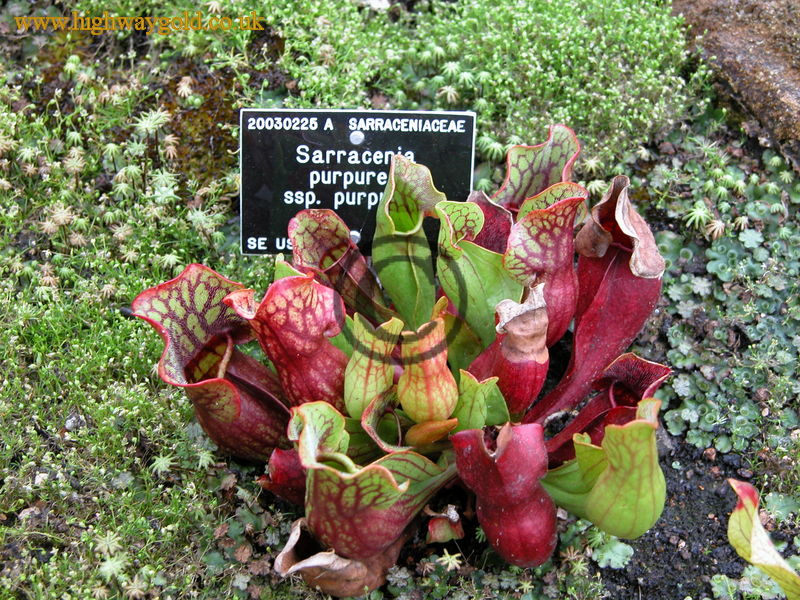 Sarracenia purpurea
