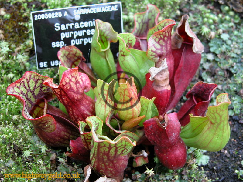 Sarracenia purpurea