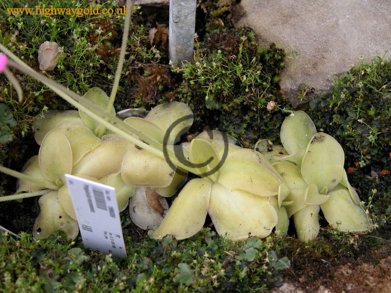 Pinguicula moranensis