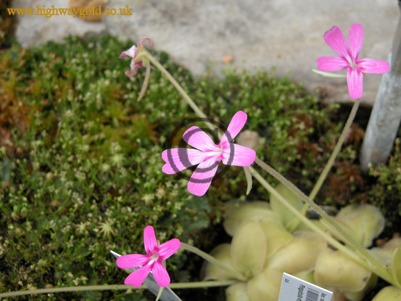 Pinguicula moranensis