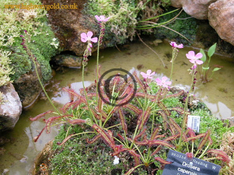 Drosera capensis