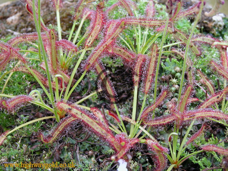 Drosera capensis