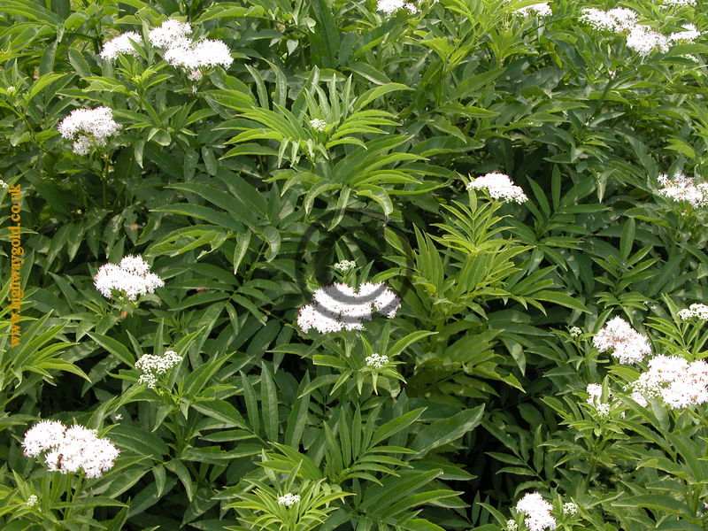 Sambucus ebulus