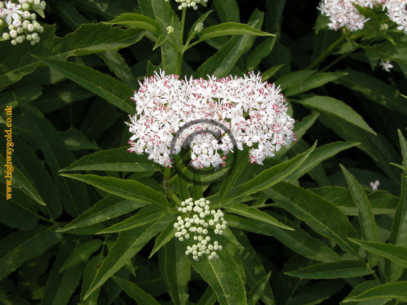 Sambucus ebulus