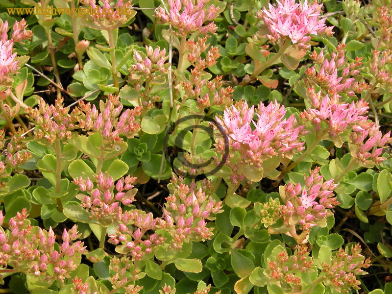 Sedum spurium