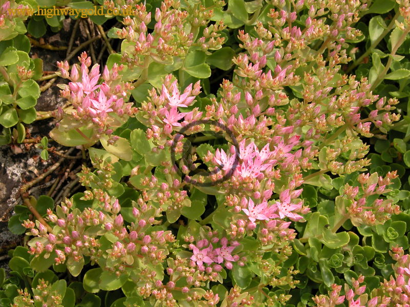 Sedum spurium