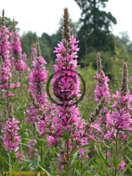 Lythrum salicaria