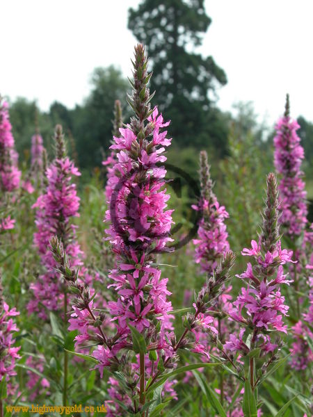 Lythrum salicaria