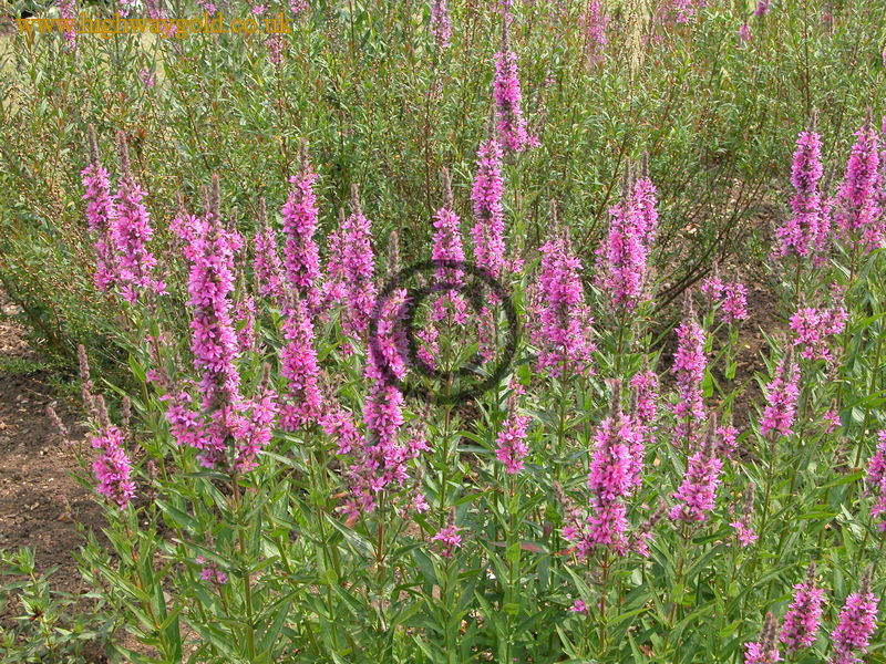 Lythrum salicaria