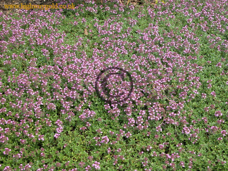 Thymus serpyllum