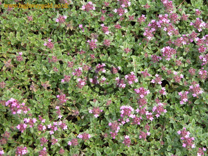 Thymus serpyllum