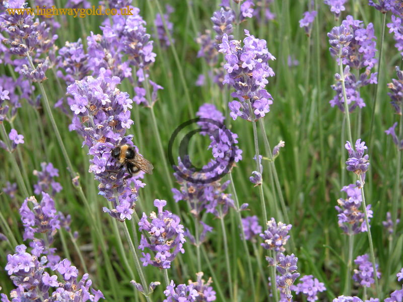 Lavandula angustifolia 'Munstead'