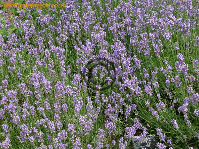 Lavandula angustifolia 'Munstead'