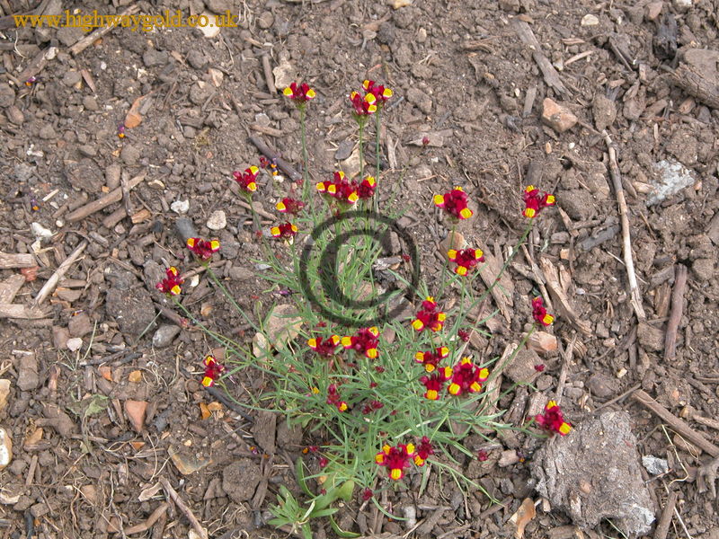 Linaria reticulata
