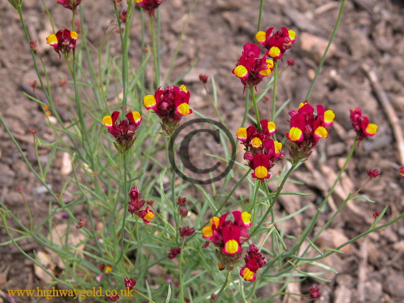 Linaria reticulata