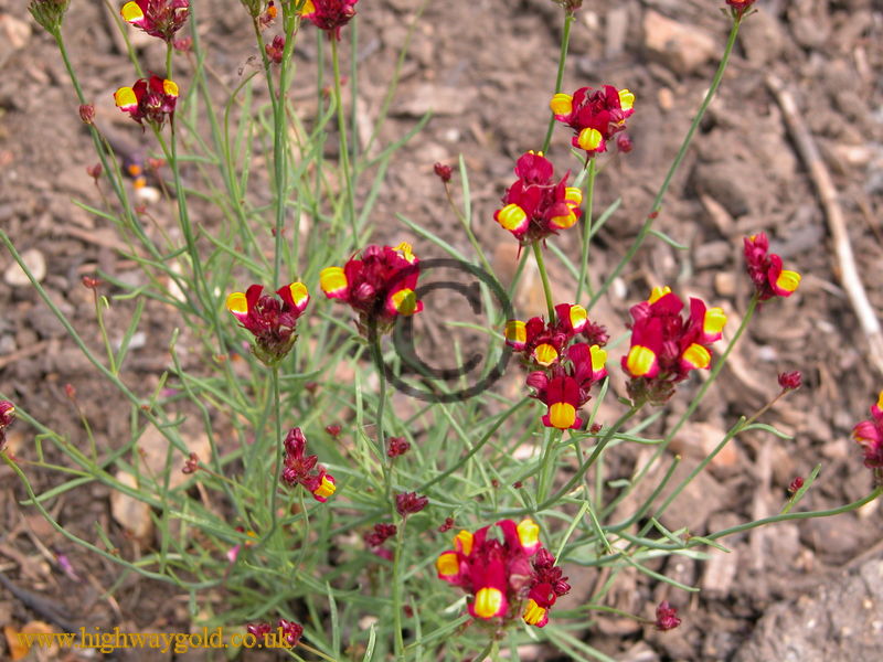 Linaria reticulata