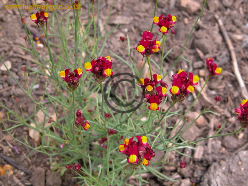 Linaria reticulata