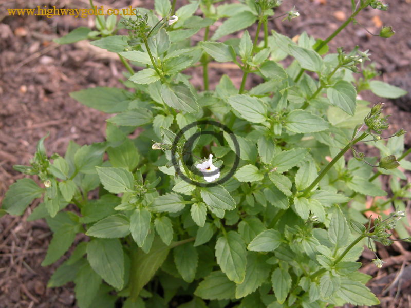Nemesia melissifolia