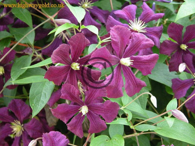 Clematis 'Etoile Violette'