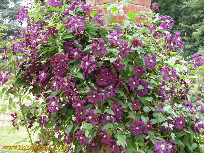 Clematis 'Etoile Violette'