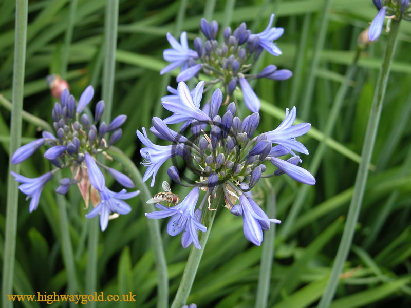 Agapanthus 'Premiere'