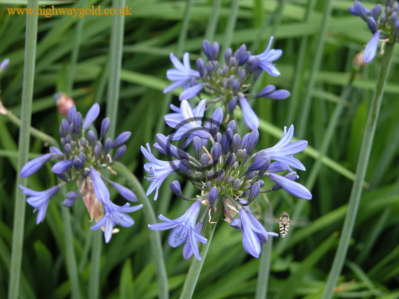 Agapanthus 'Premiere'