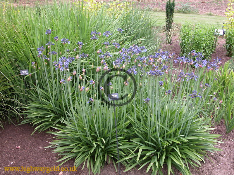 Agapanthus 'Premiere'