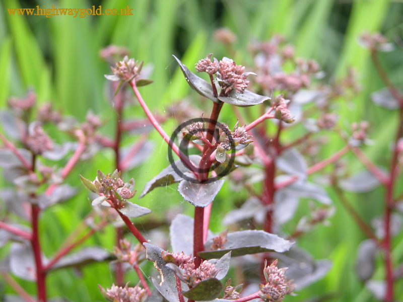 Sedum 'Mohrchen'