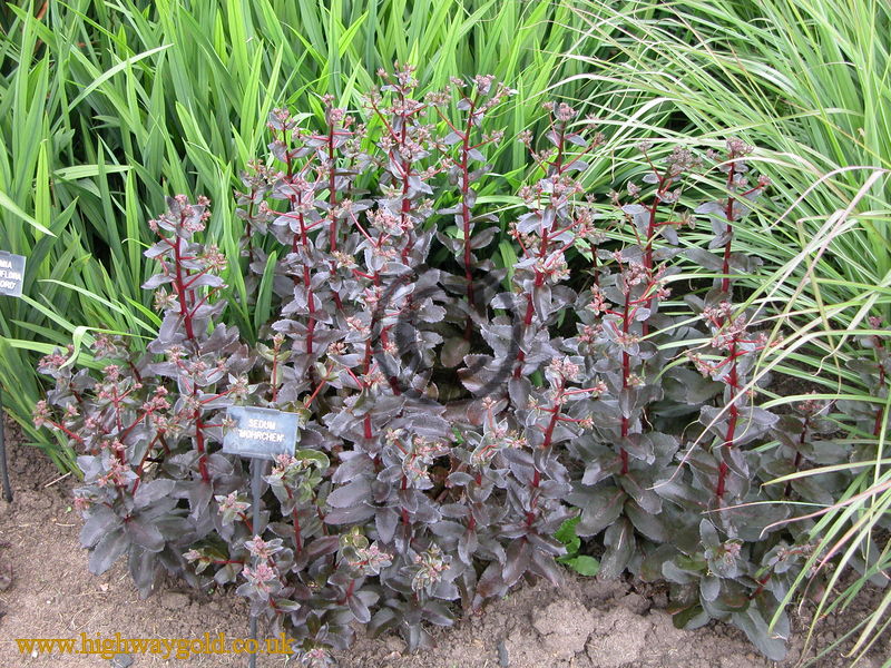 Sedum 'Mohrchen'