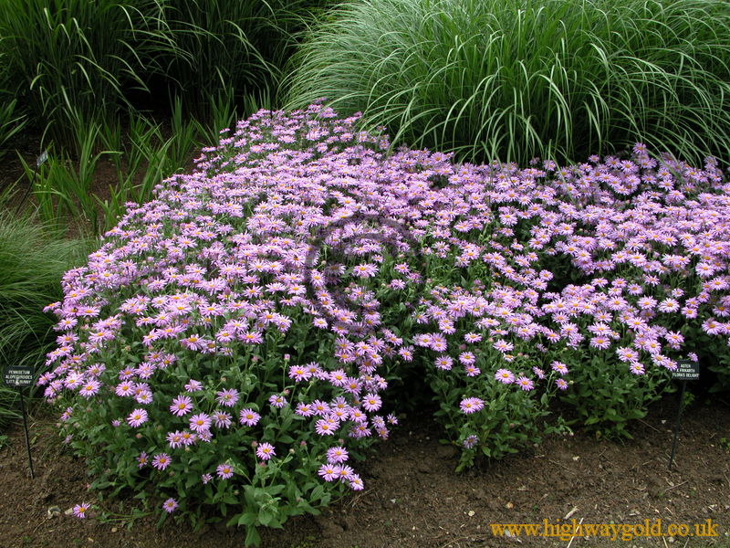 Aster x Frikartii 'Flora's Delight'