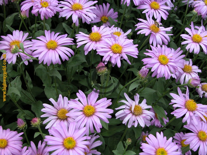 Aster x Frikartii 'Flora's Delight'