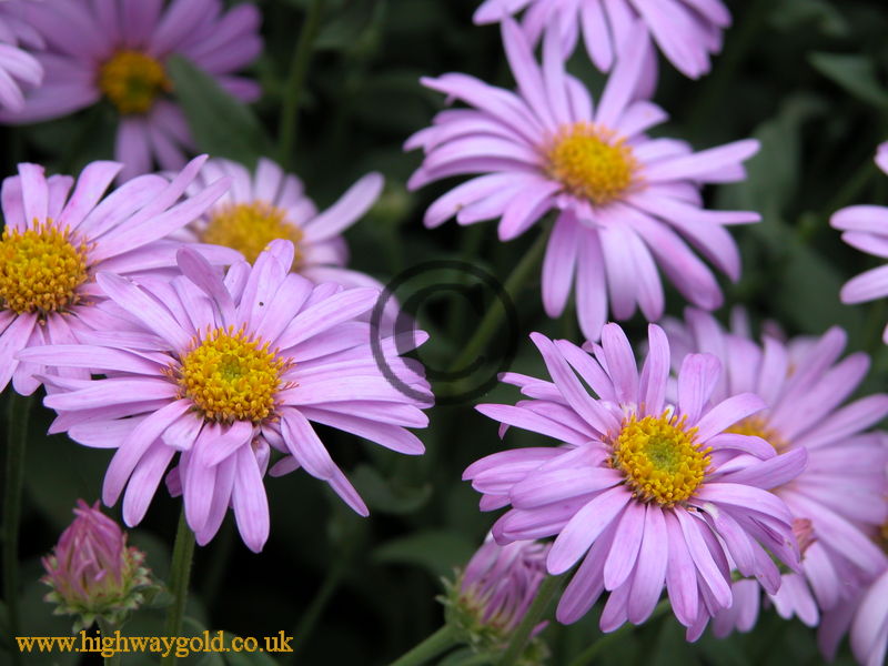 Aster x Frikartii 'Flora's Delight'