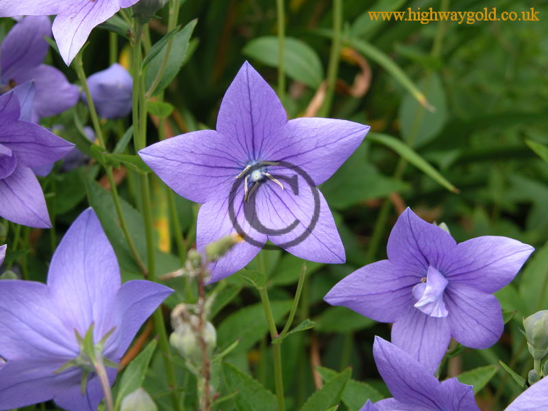 Platycodon grandiflorus 'Mariesii'